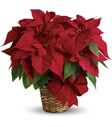 Red Poinsettia from Martinsville Florist, flower shop in Martinsville, NJ